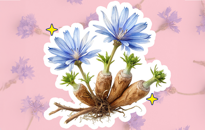 The Gut-Boosting Health Benefits of Chicory Root Fiber